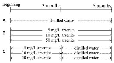 Sodium Arsenite-Induced Learning and Memory Impairment Is Associated with Endoplasmic Reticulum Stress-Mediated Apoptosis in Rat Hippocampus